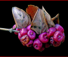BEEREN