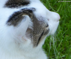 Katze