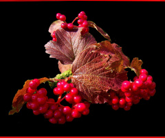 BEEREN