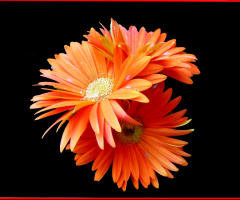 BLÜTEN