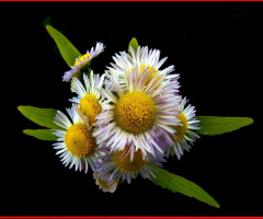 BLÜTEN