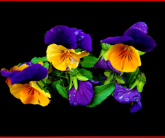 BLÜTEN
