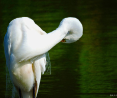 Great Egret