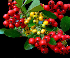 BEEREN