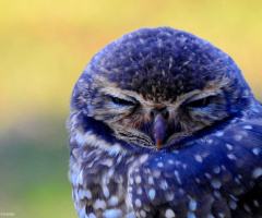 Sleepy