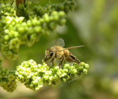 Bee