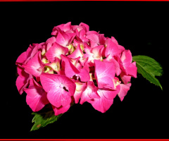 BLÜTEN