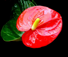 BLÜTE