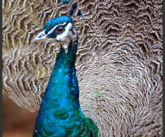 Young Male Peacock