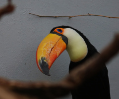 The sweetest bird 