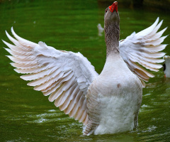 Wings