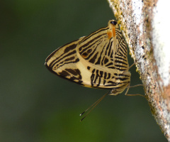 Mini Butterfly