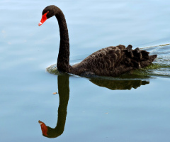 Natural Reflection
