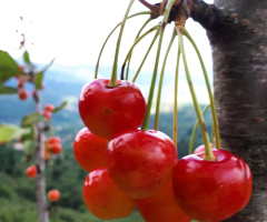 Kiraz manzaraya hakim