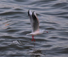 a walk on the sea