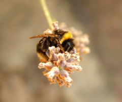 Bumblebee