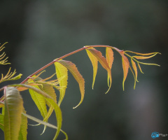 Tender Neem Leaves