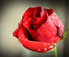 Have a good day : A rosy greeting to all.