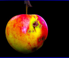 APFEL