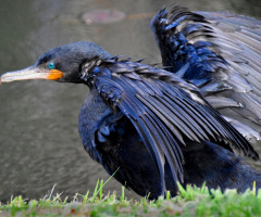 Drying the Wings
