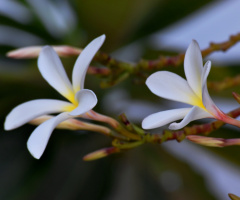 White Spring 2