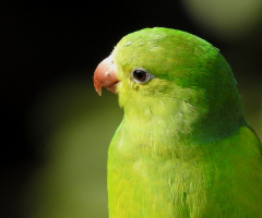 Periquito