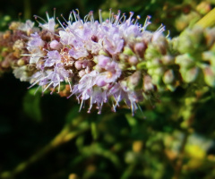 Macro 3
