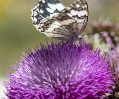 doğanın renkleri