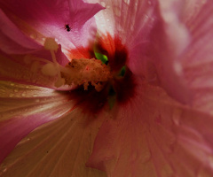 Blüte