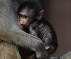Safe and warm here with mom