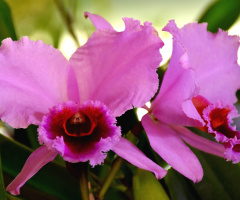 Orchids