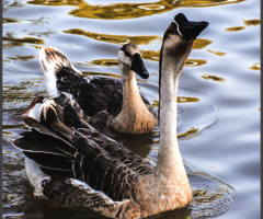 Chinese Geese