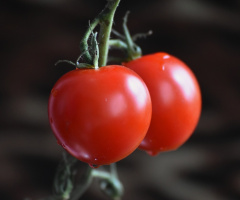 Garden Fresh