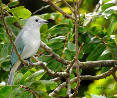 Sayaca Tanager
