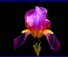 IRIS