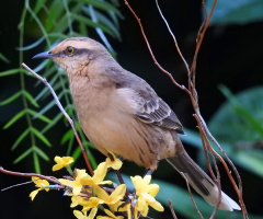 Mimus saturninus 
