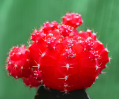 Wonders of nature