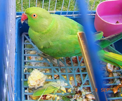 Parrot....