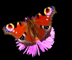 SCHMETTERLING