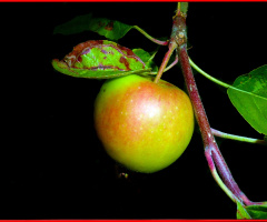 APFEL