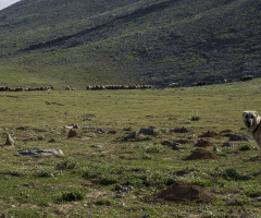 toroslardan