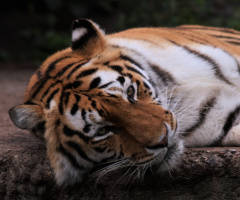Amur Tiger