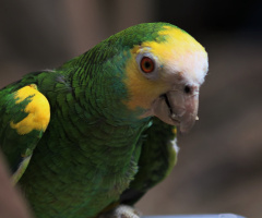 Green and Yellow