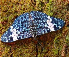 Mariposa azul