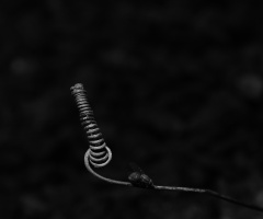 coiled