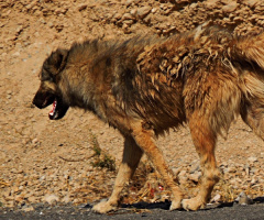 Nomads's Dog on Travel.......