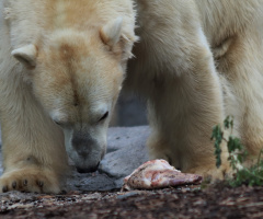 Breakfeast for the polar bear