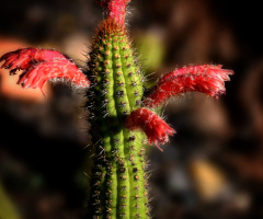 Thorns also give Flowers