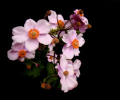BLÜTEN
