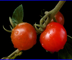 TOMATEN
